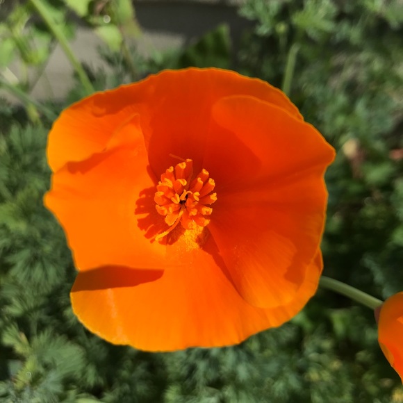 Meet your Posher, Kate - Picture 1 of 1